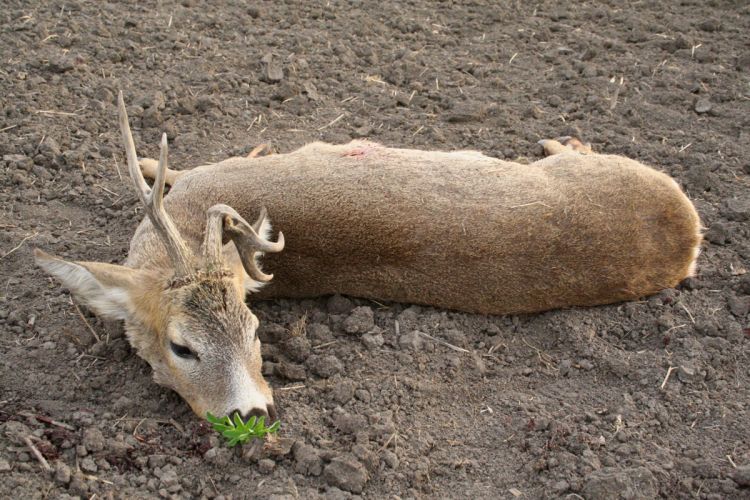 őzbak vadászat, Cigánd